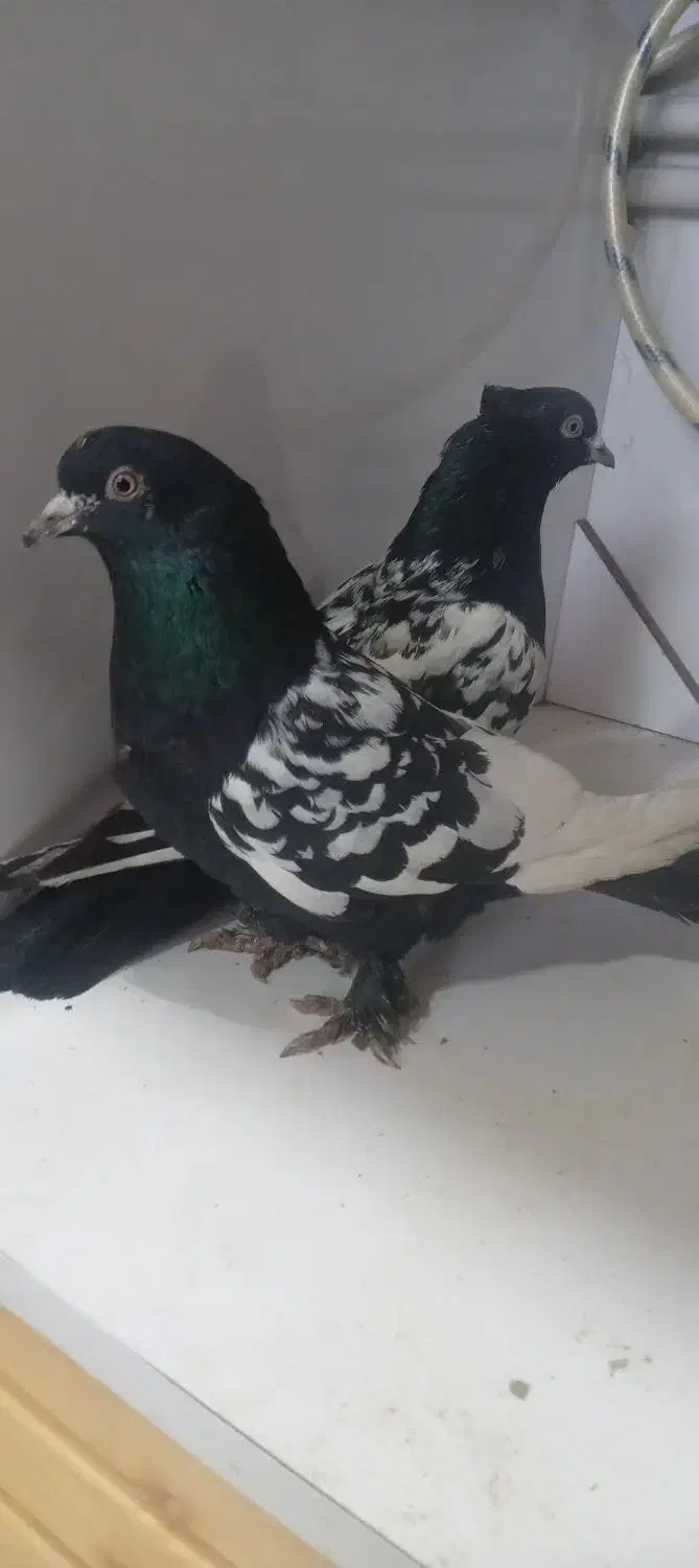 کفتر|پرنده|هشترود, |دیوار