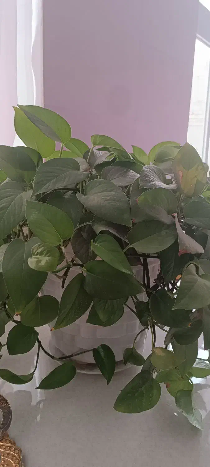 گل وکاکتوس سازگار ۶گلدان یک ملیون ودویست|گل و گیاه طبیعی|خمینی‌شهر, |دیوار