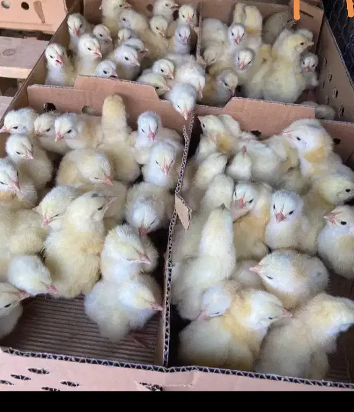 جوجه گوشتی نژاد راس|حیوانات مزرعه|مرودشت, محمد آباد|دیوار