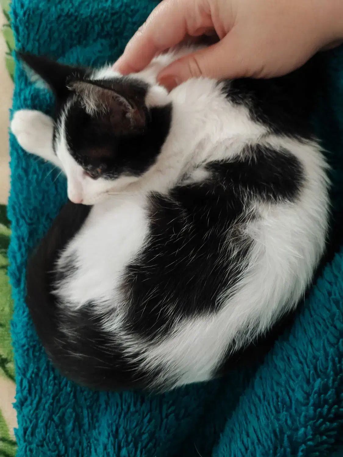 واگذاری|گربه|رشت, منظریه|دیوار