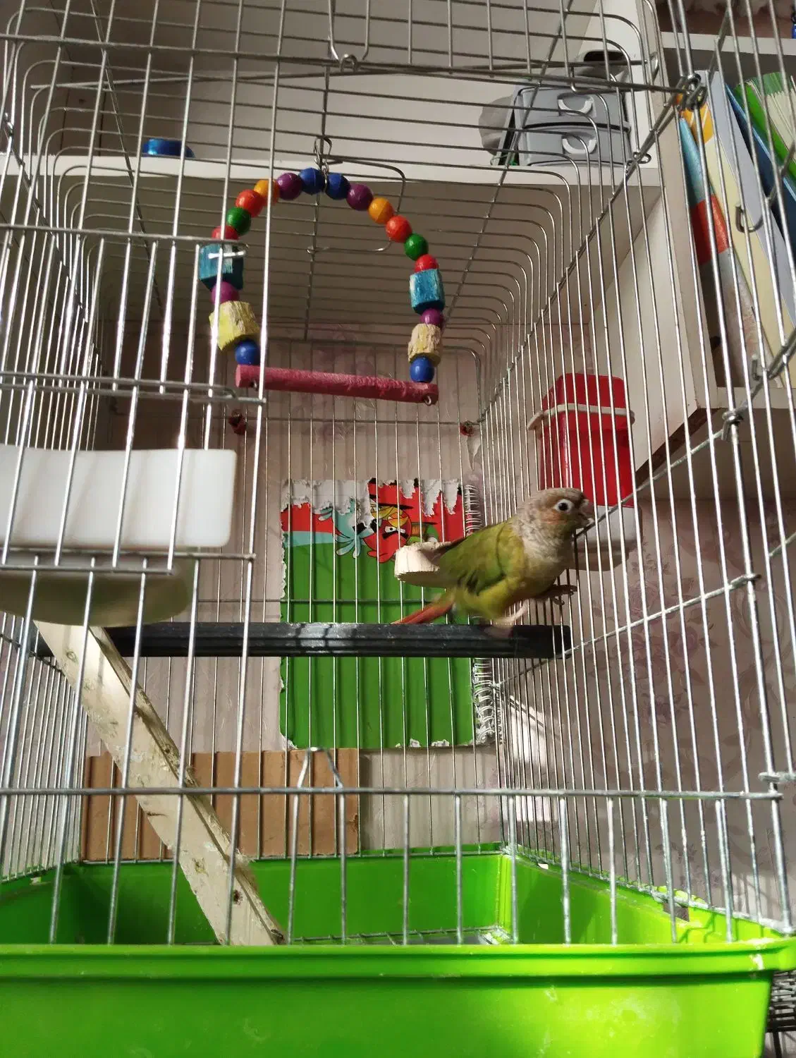 گرینچیک سخنگو و دستی|پرنده|ری, علایین|دیوار