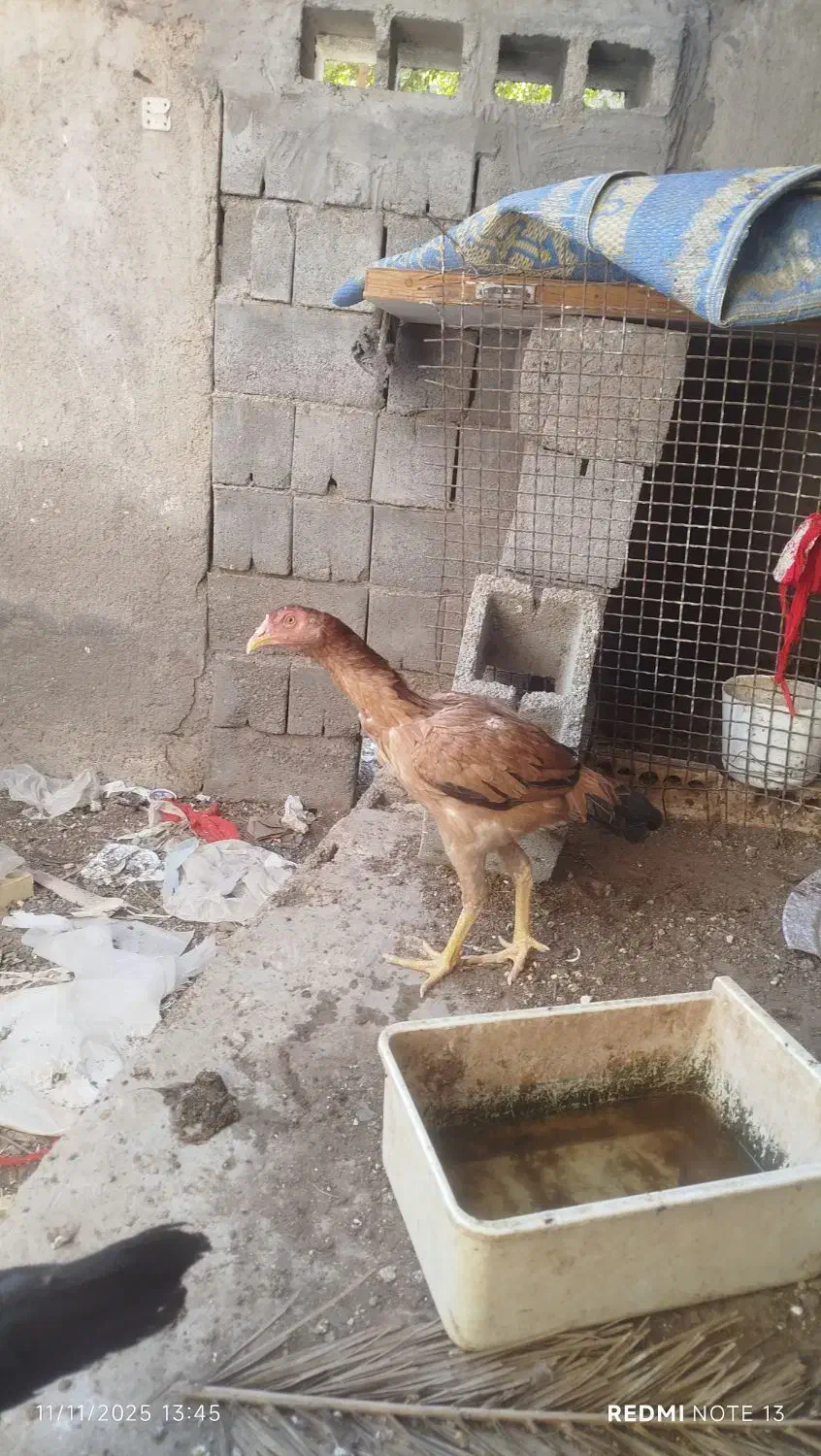 مرغ وخروس|حیوانات مزرعه|میناب, |دیوار