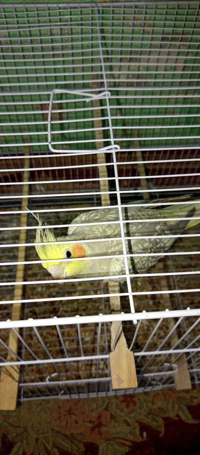 جفت عروس هلندی بالغ|پرنده|زاهدان, |دیوار