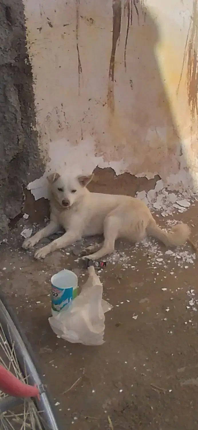 سگ پاکوتاه ماده|سگ|سراب, |دیوار