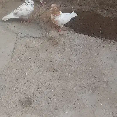 باشی ساری نر مست|پرنده|اردبیل, |دیوار