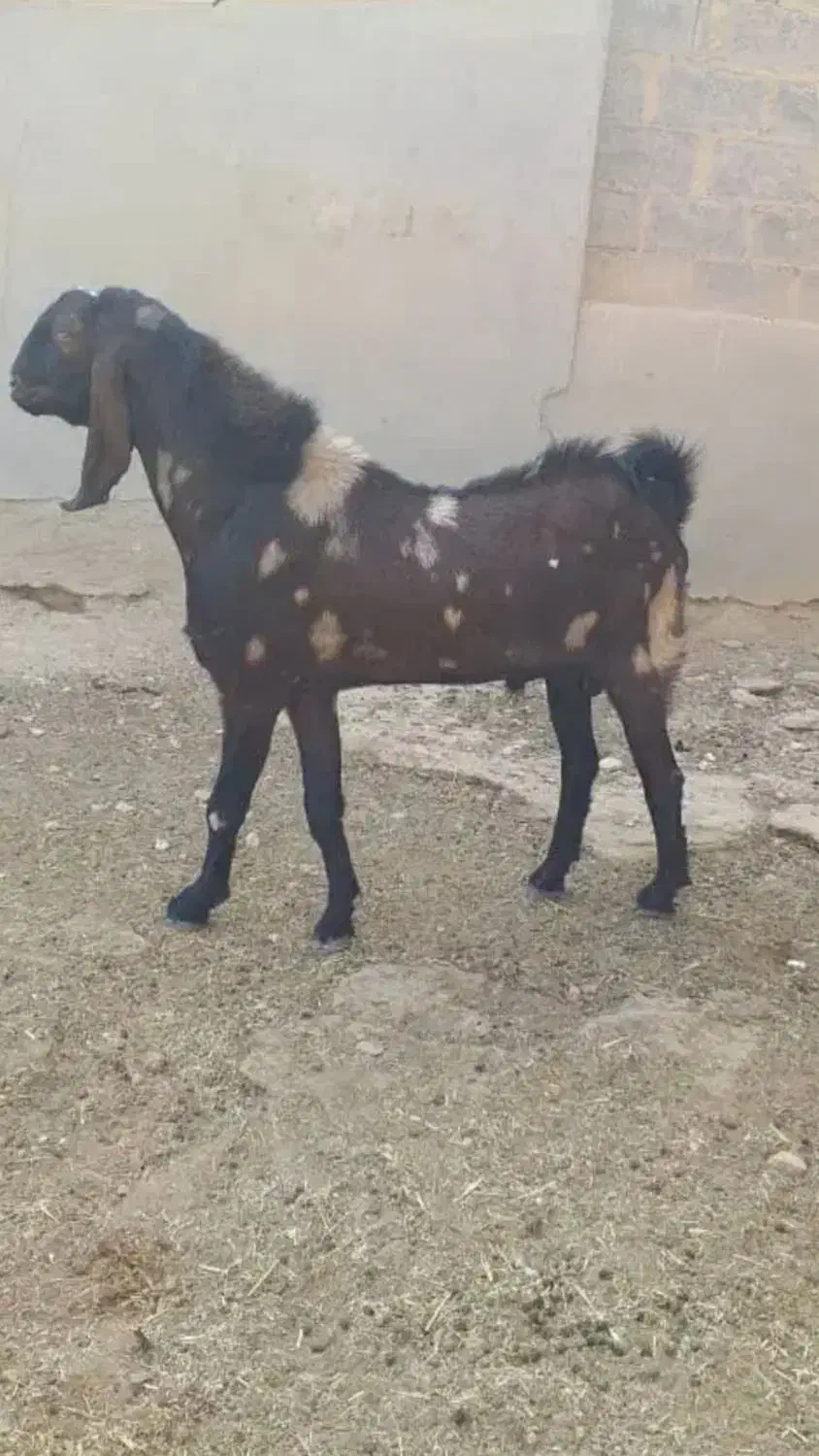 چکل پازن دوساله|حیوانات مزرعه|جناح, |دیوار