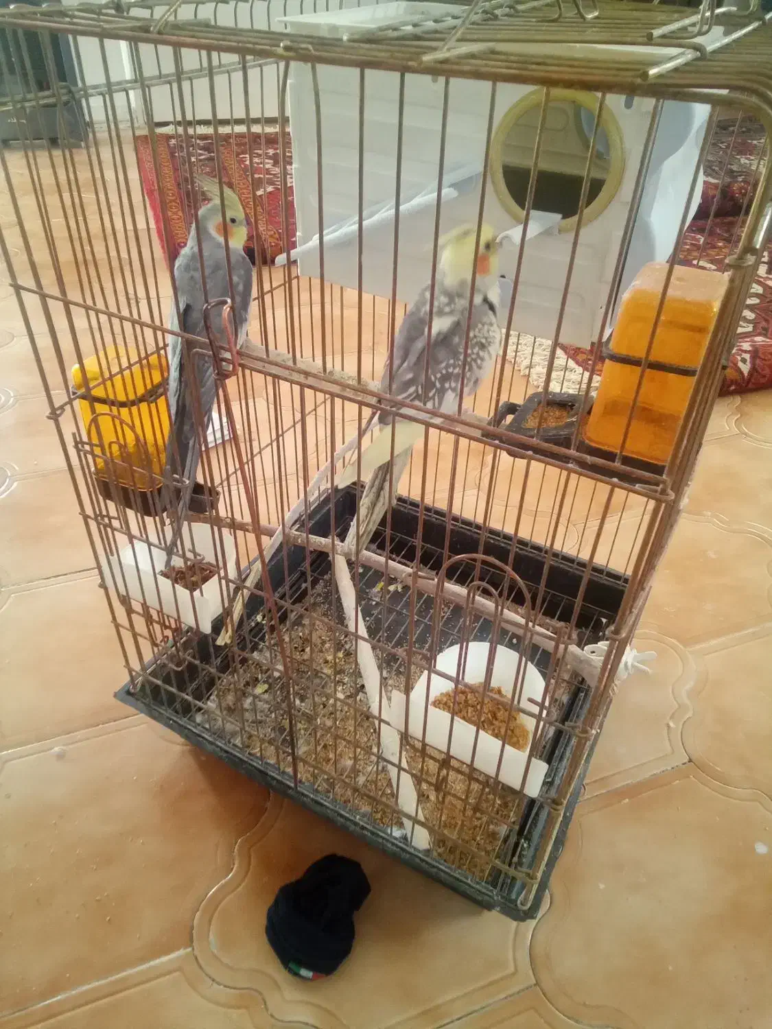 عروس هلندی|پرنده|تهران, مختاری|دیوار