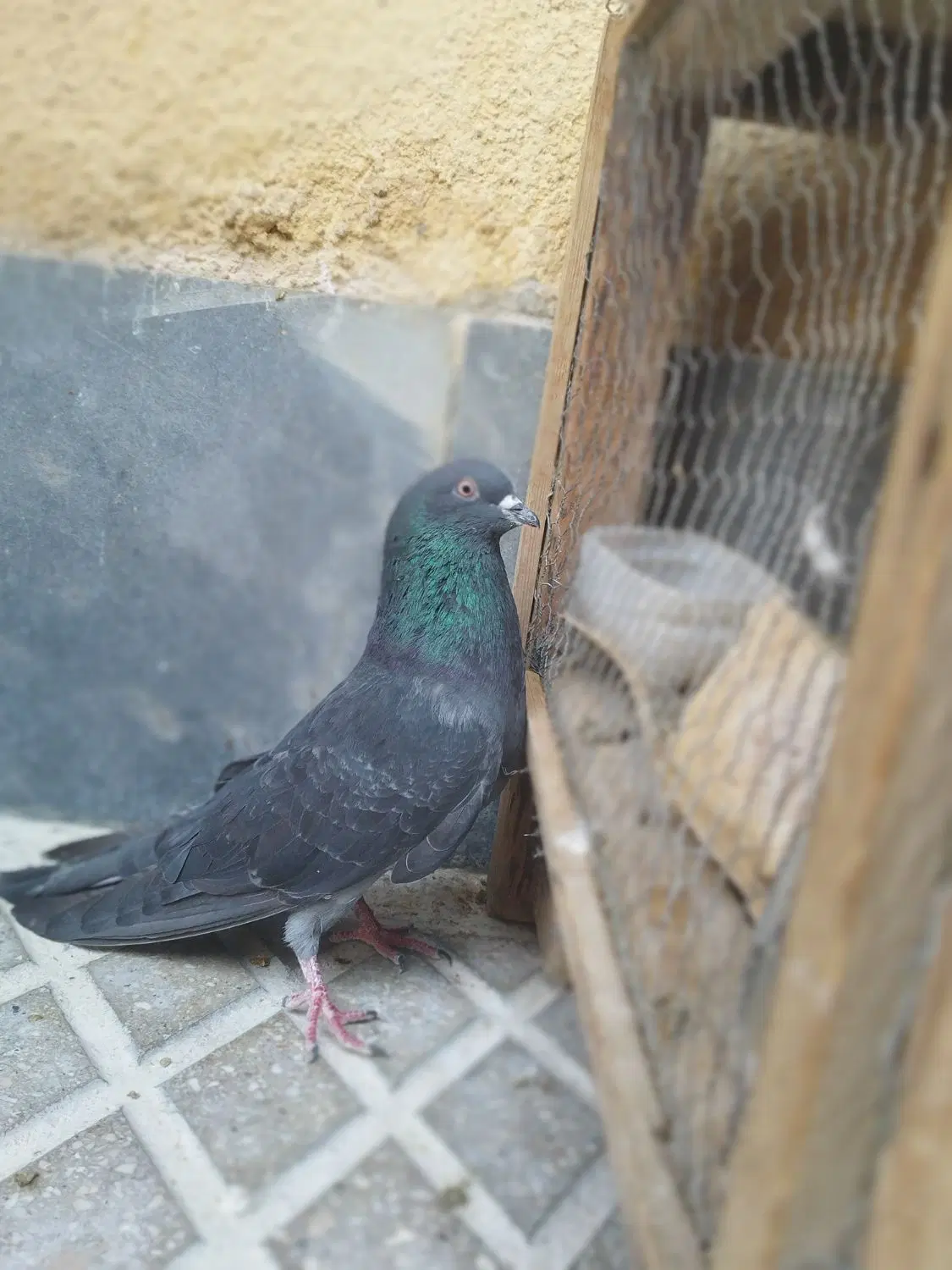 زاغ سبز|پرنده|سمنان, |دیوار