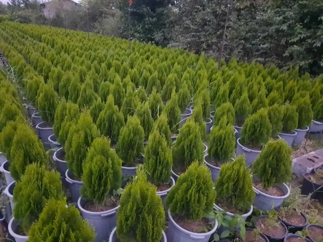 باغبانی صفرتاصد|خدمات باغبانی و درختکاری|گنبد کاووس, |دیوار