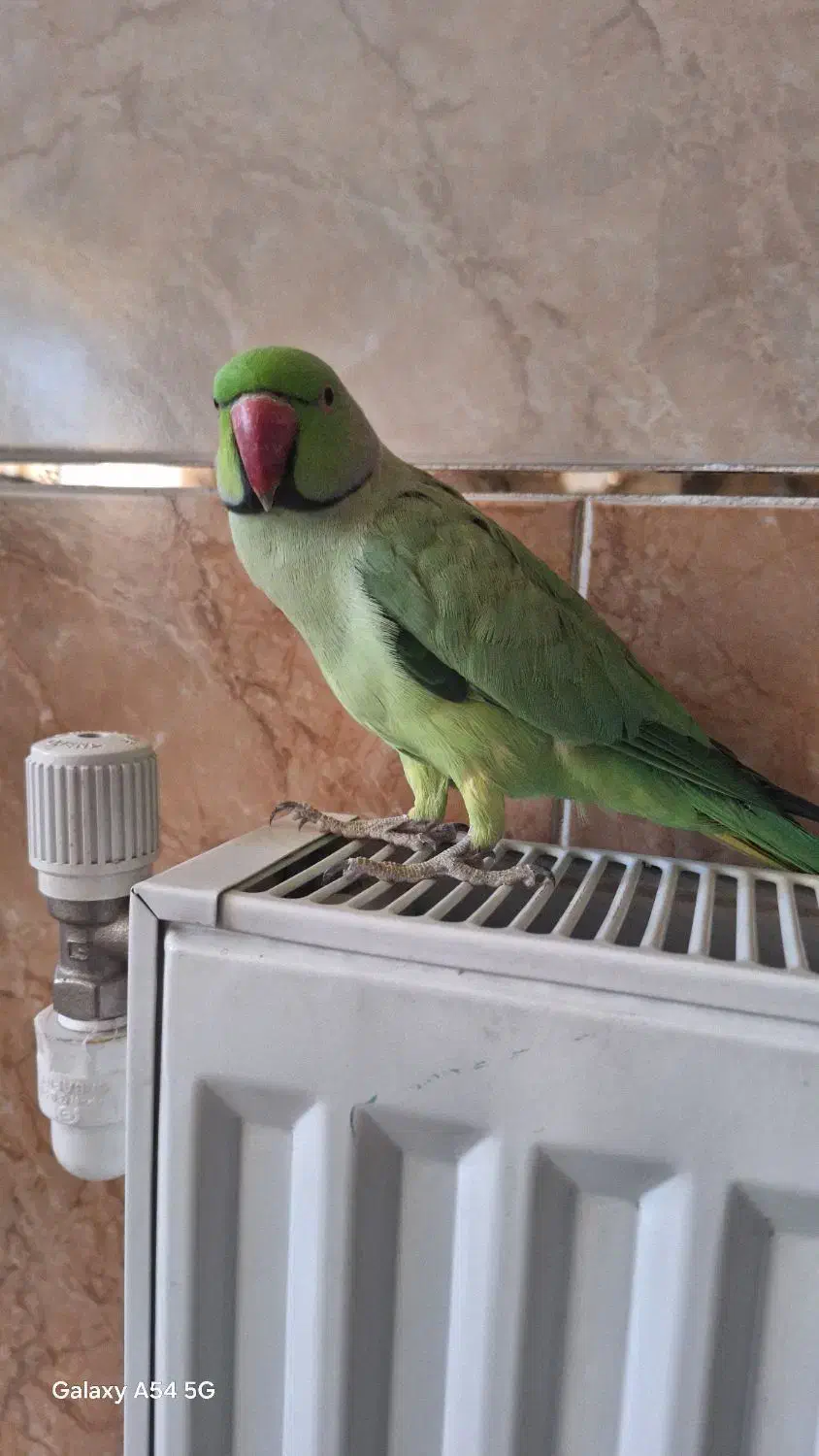 طوطی ملنگو نر وحشی|پرنده|پیر بکران, |دیوار