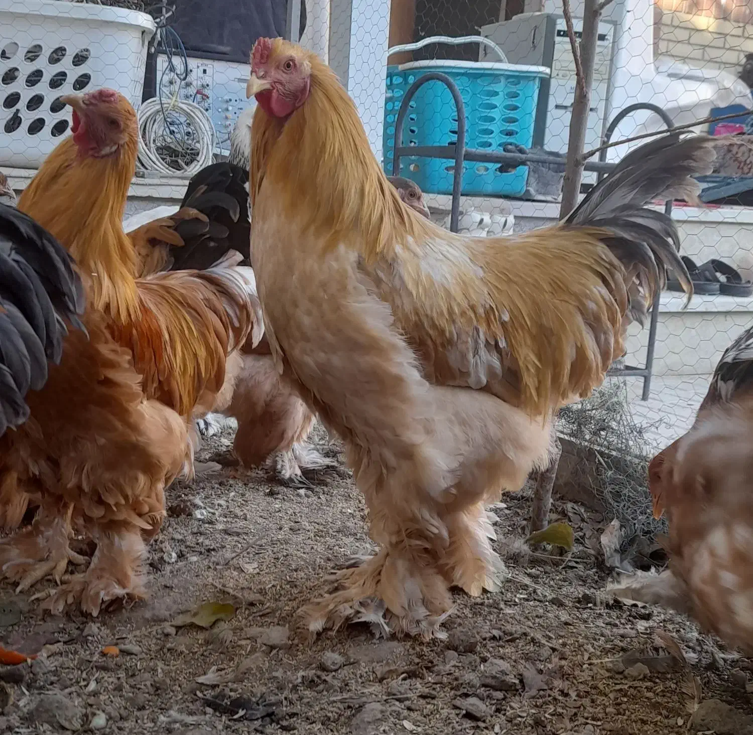 مرغ و خروس برهما تاقچه بوف بلوبوف پاتریج|حیوانات مزرعه|گلبهار, شهر جدید گلبهار|دیوار