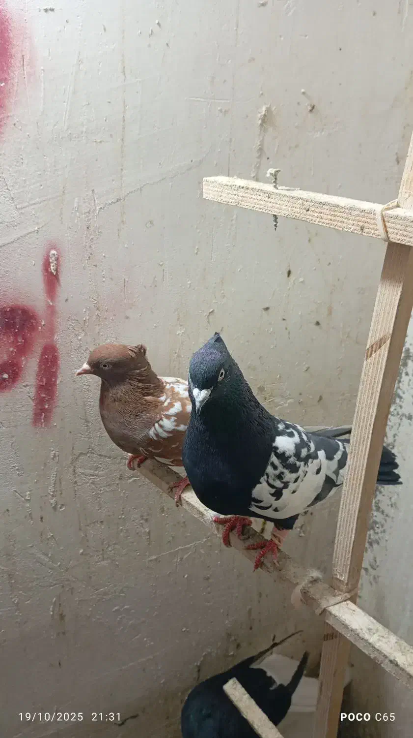 کبوتردورنگ|پرنده|اقبالیه, |دیوار