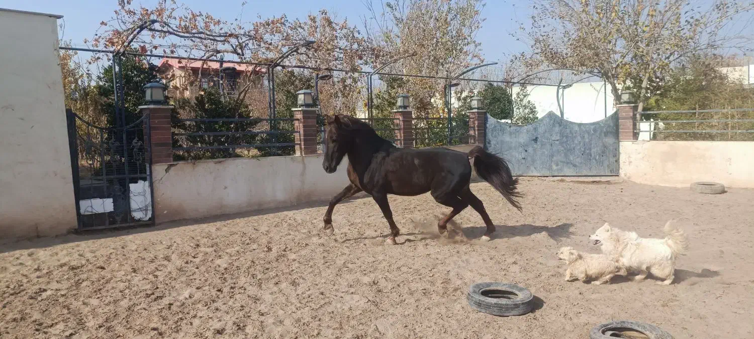 اسب و لوازم سوارکاری|اسب و تجهیزات اسب‌سواری|نجف‌آباد, گلدشت|دیوار