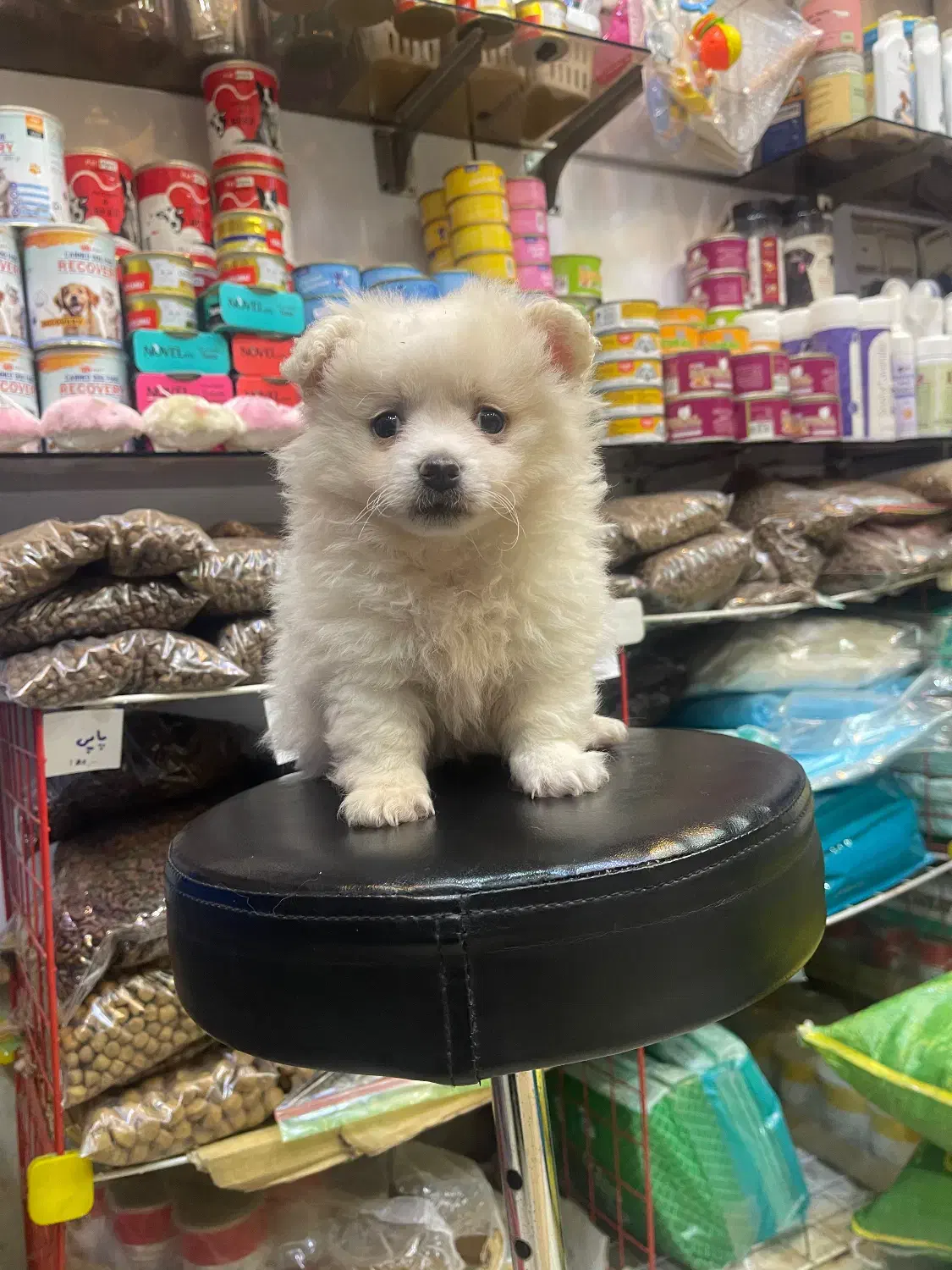 ۲ماهه نر|سگ|رشت, پل تالشان|دیوار