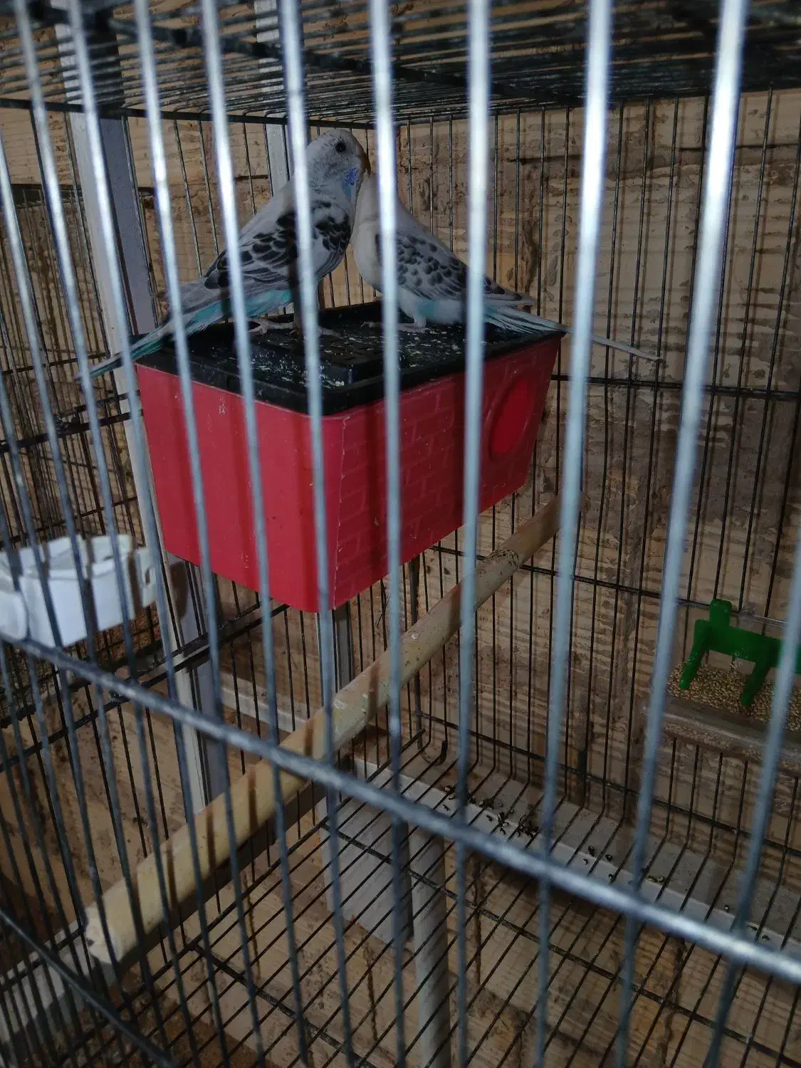 مرغ عشق|پرنده|اراک, |دیوار