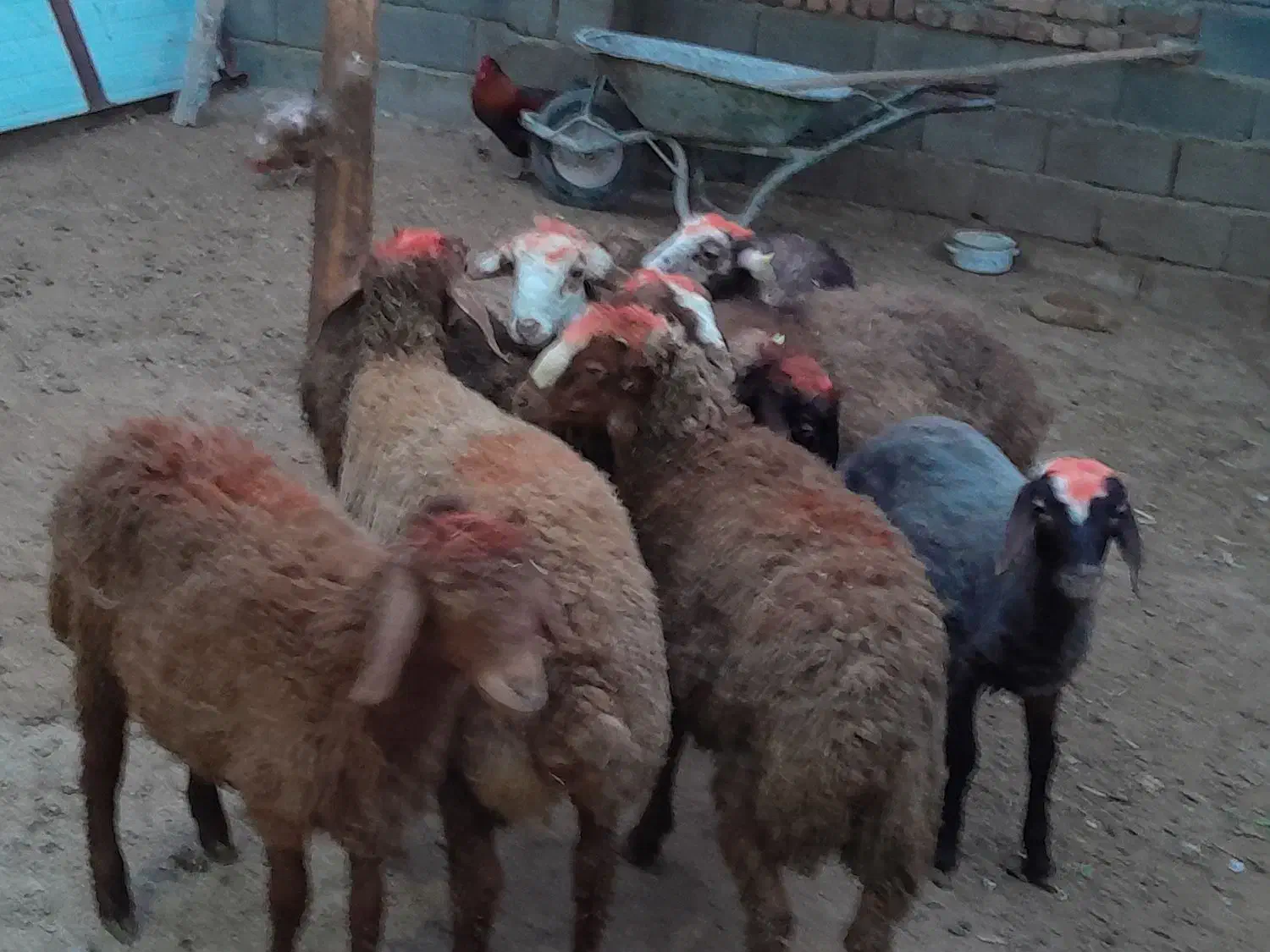 گوسفند کاور نر|حیوانات مزرعه|سنقر, |دیوار