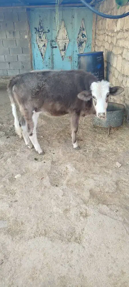 گوساله ماده فروشی|حیوانات مزرعه|باغ ملک, |دیوار