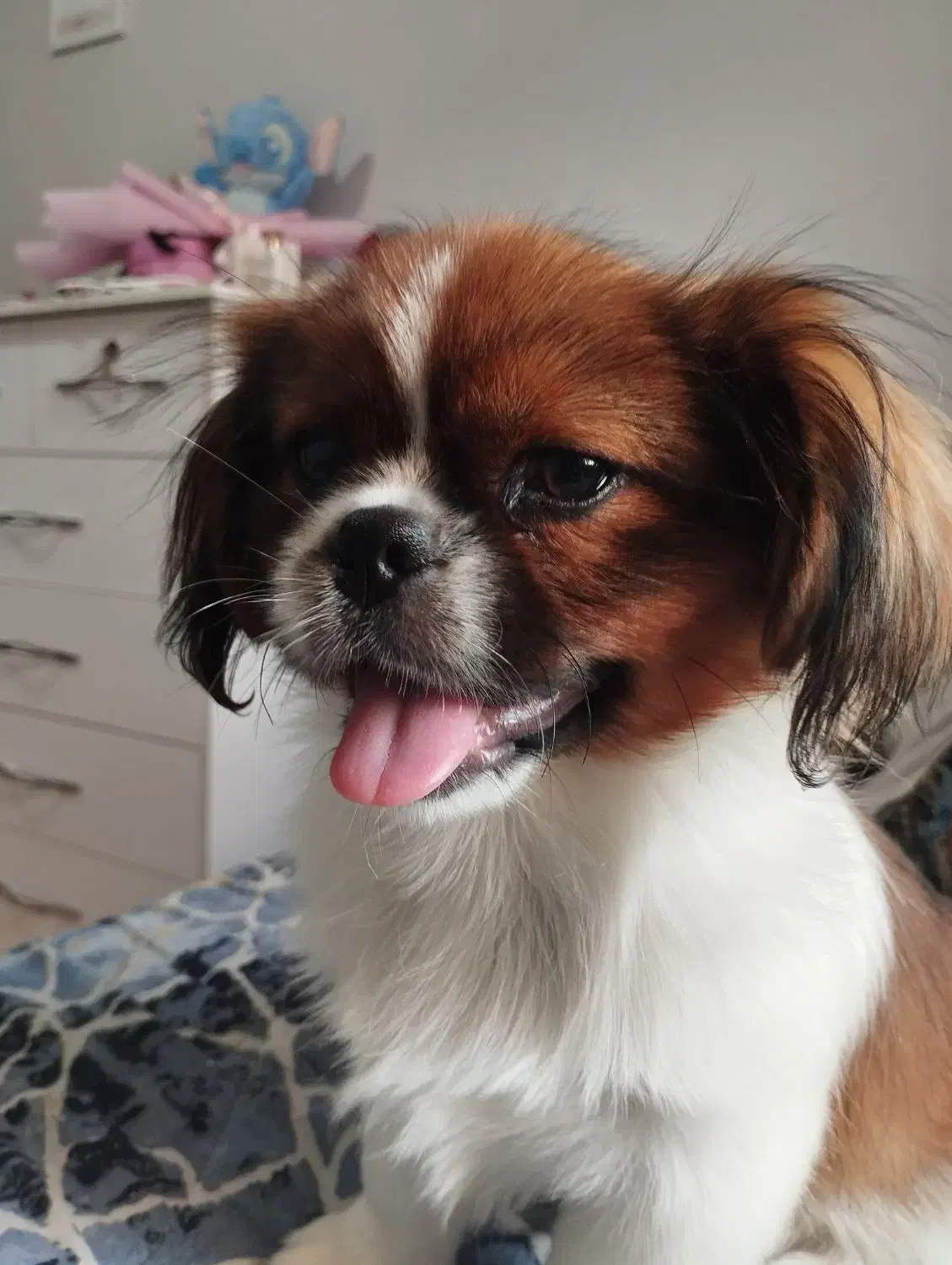 سگ نژاد پیکینیز نر ۹ ماهه|سگ|آستارا, |دیوار