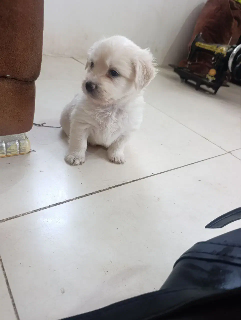 سگ شیتزو تریر پشمالو اصل|سگ|رشت, پاستوریزه|دیوار