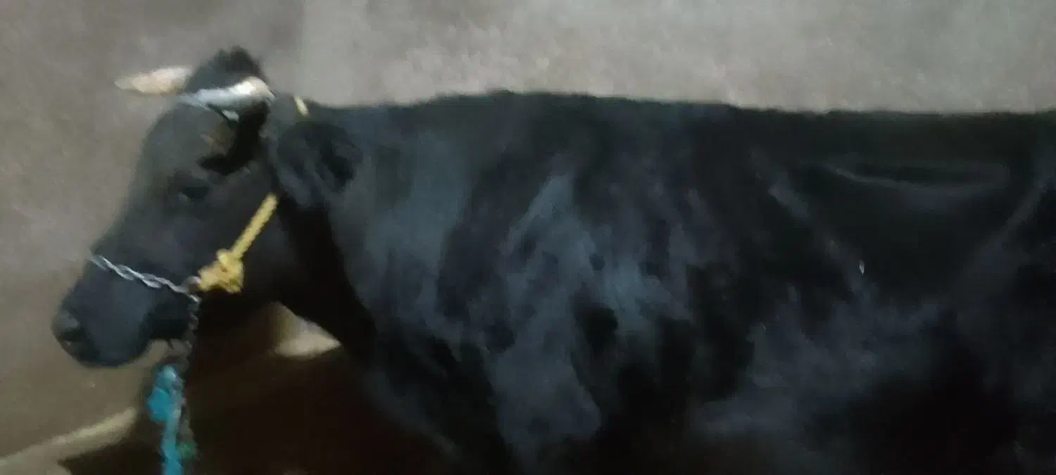 گاو شیری|حیوانات مزرعه|بروجرد, |دیوار