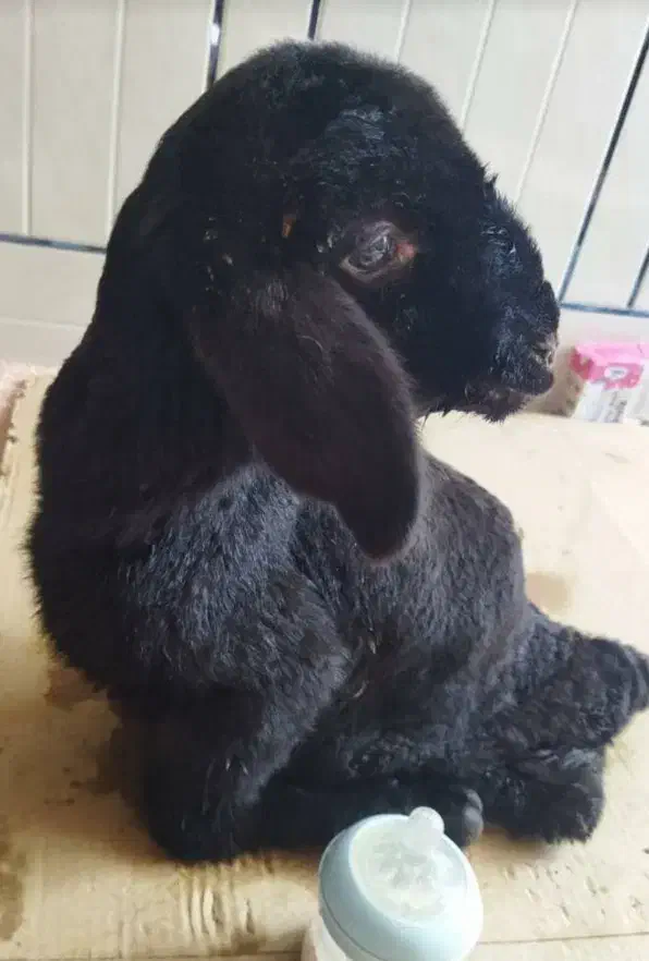 بره شیری|حیوانات مزرعه|مرودشت, علی‌آباد‎|دیوار