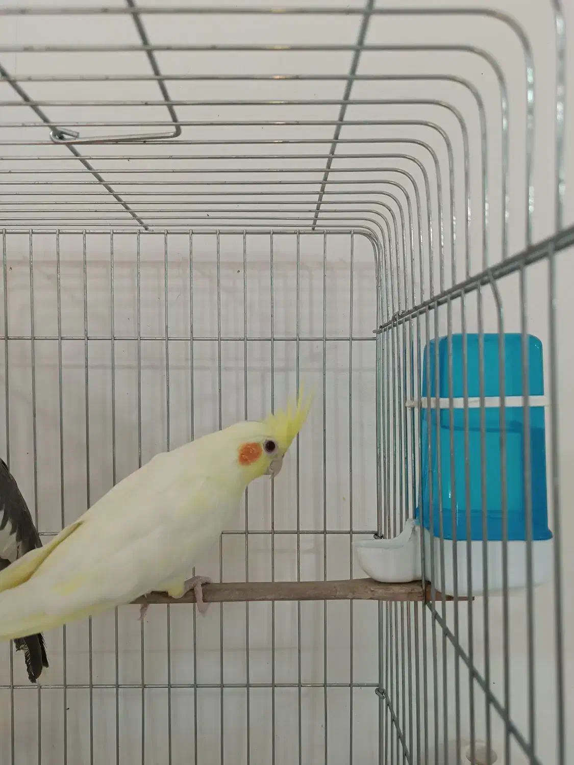 طوطی عروس هلندی رام|پرنده|کلاردشت, |دیوار