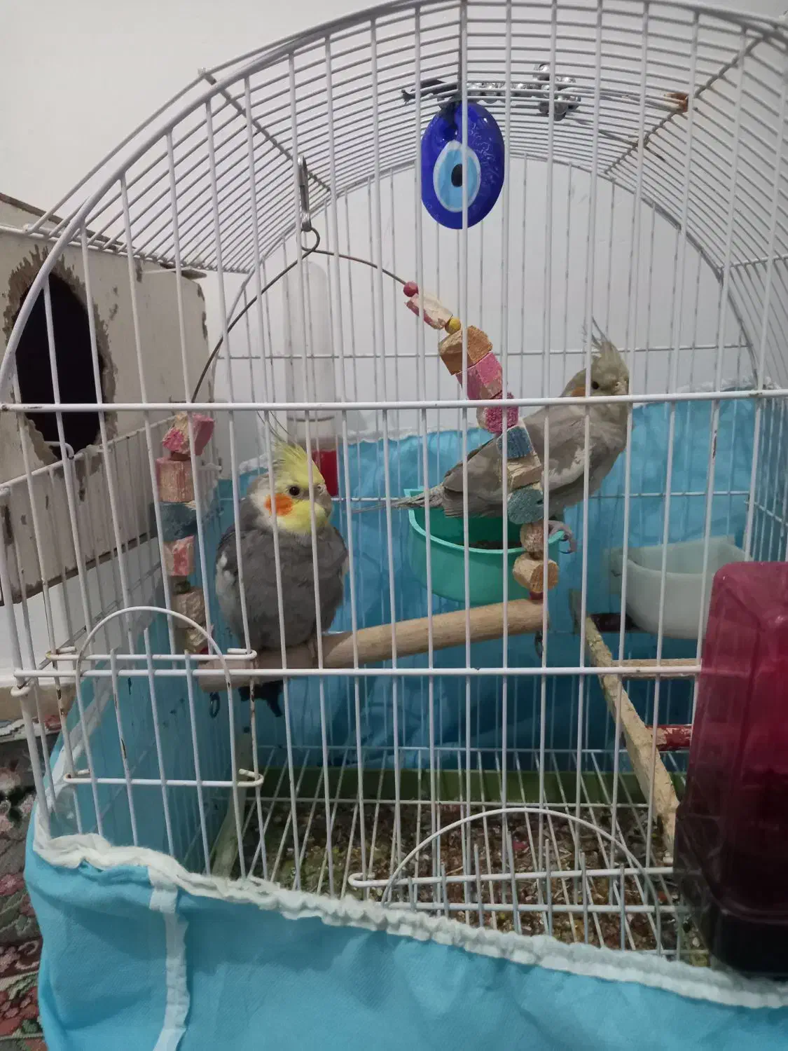 یه جفت عروس هلندی|پرنده|رباط‌کریم, الارد|دیوار