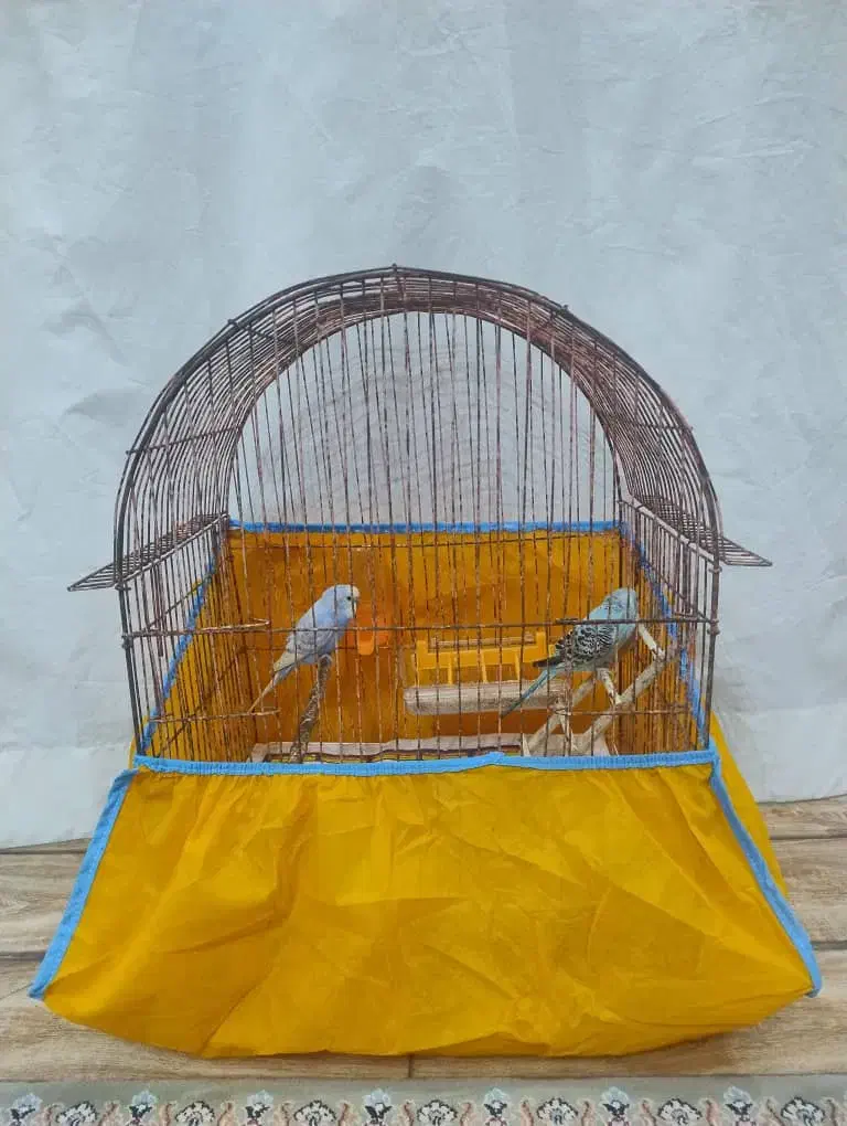 مرغ عشق|پرنده|بندر انزلی, آذربایجان|دیوار