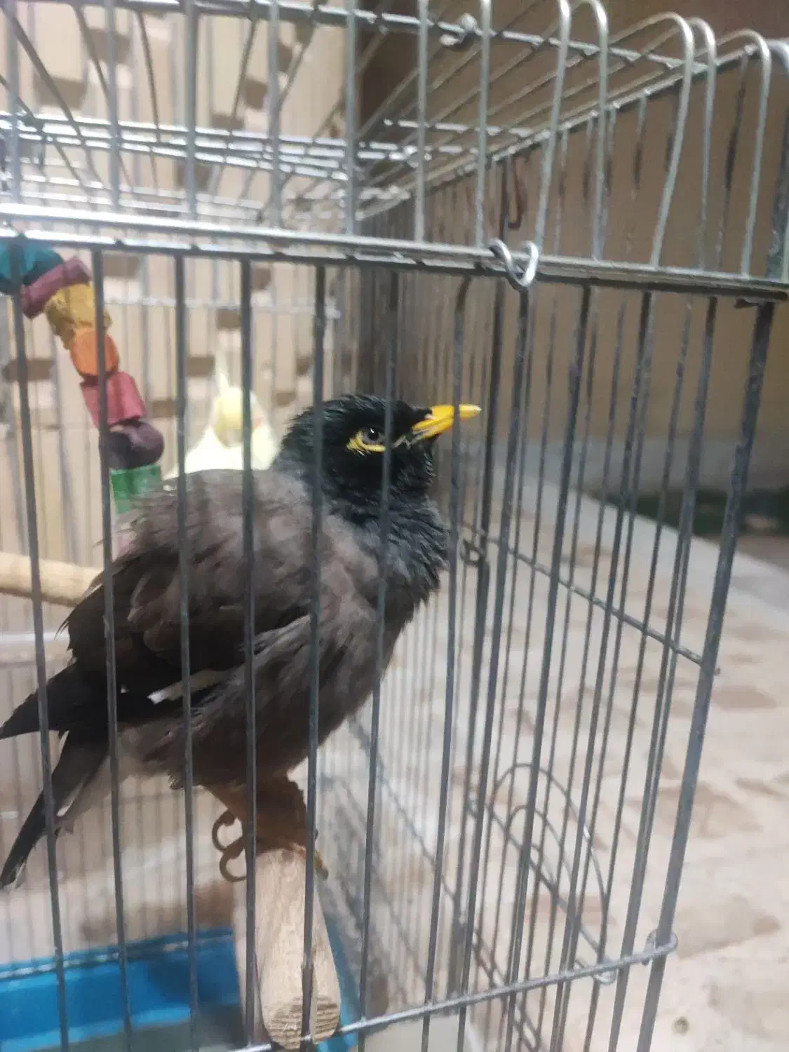 مرغ مینا سخنگو|پرنده|گراش, |دیوار