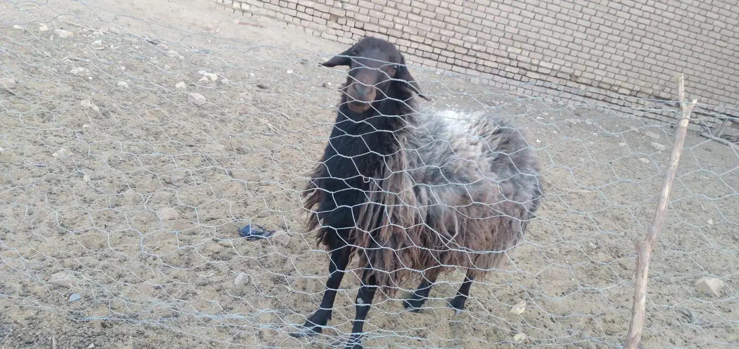 فروش قوچ|حیوانات مزرعه|شال, |دیوار