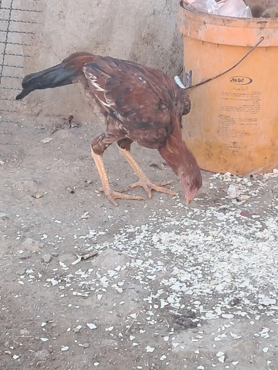 خروس|حیوانات مزرعه|ملکان, |دیوار