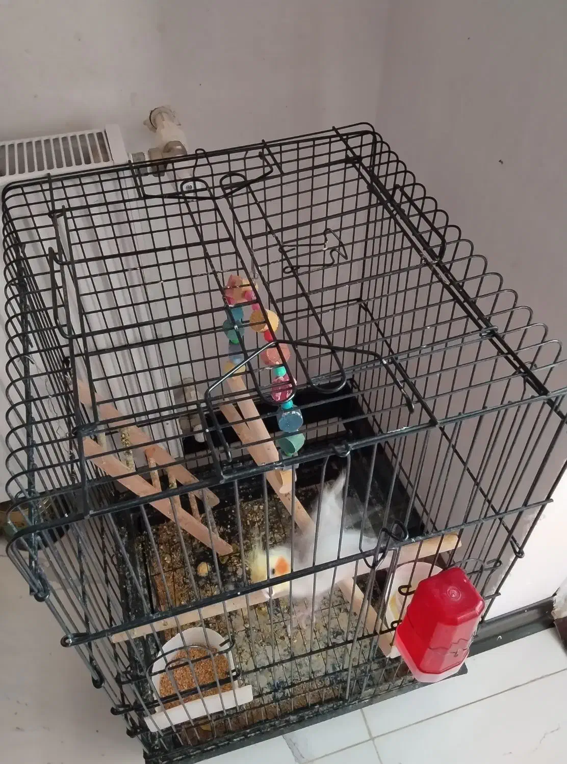 عروس هلندی نرسخنگو با قفس وسایل|پرنده|قدس, شهر‌قدس|دیوار