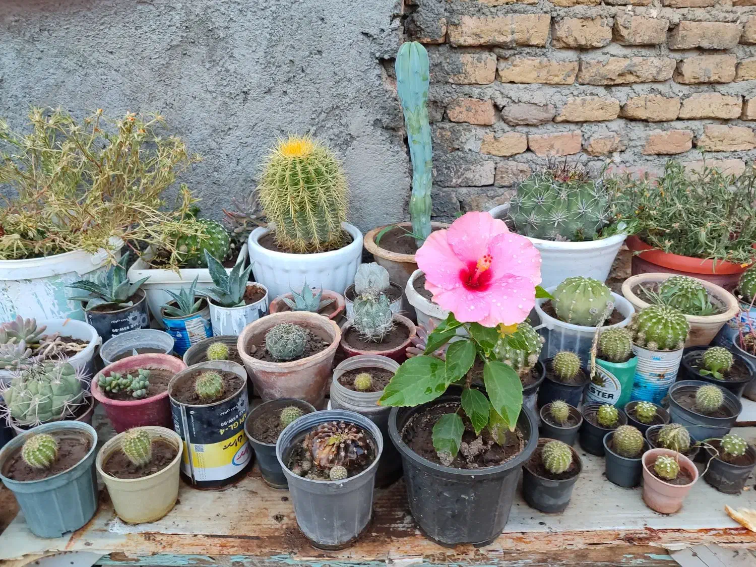 گل کاکتوس شمعدانی ختمی الوورا آگاو|گل و گیاه طبیعی|خوی, |دیوار