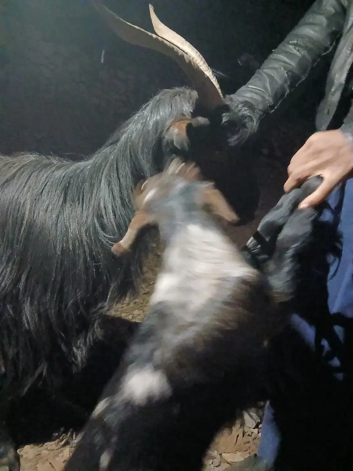 بز داشتی با بیگ|حیوانات مزرعه|دزفول, |دیوار