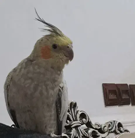 بلک فرایبود جمعه سیاه|پرنده|یزد, |دیوار