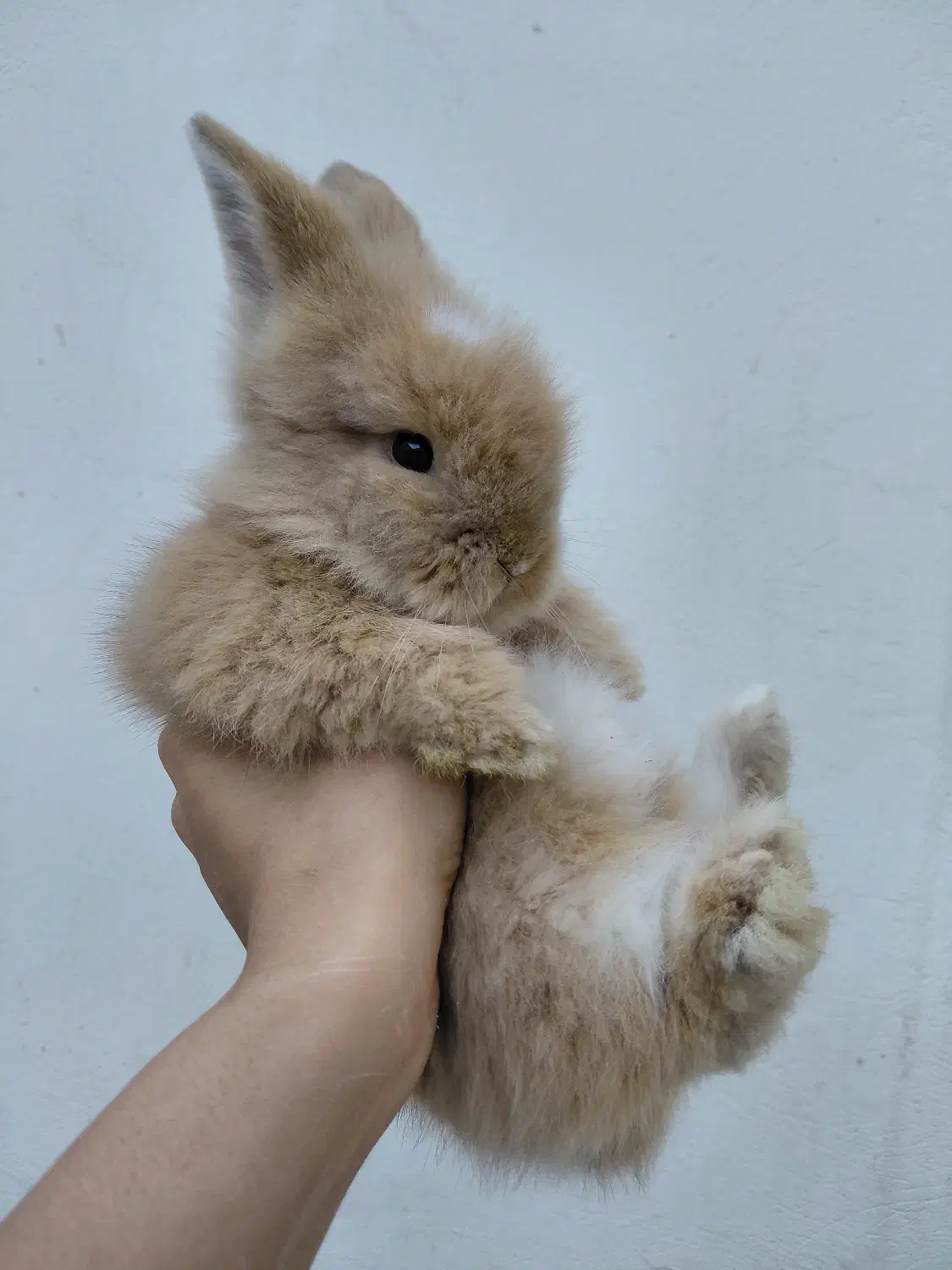 خرگوش لوپ اصیل|موش و خرگوش|مشهد, تربیت (صدف)|دیوار