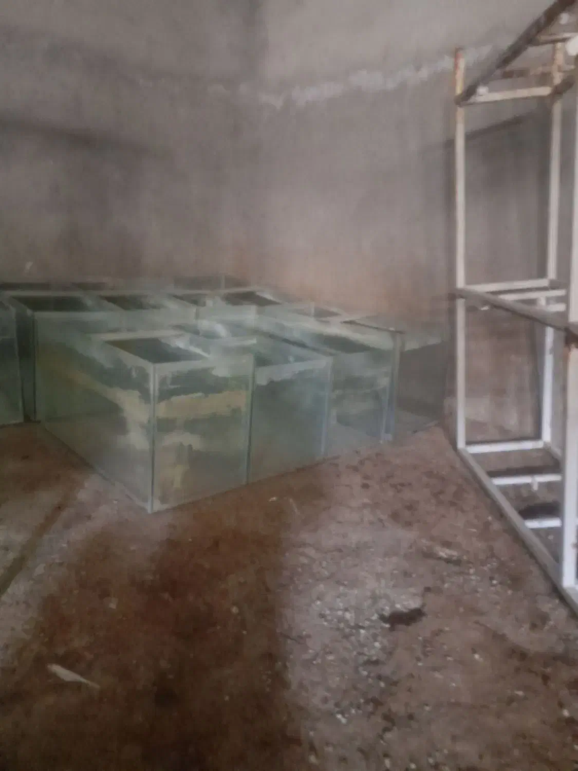 آکواریوم شیشه 6میل سکوریت|ماهی|کنگاور, |دیوار