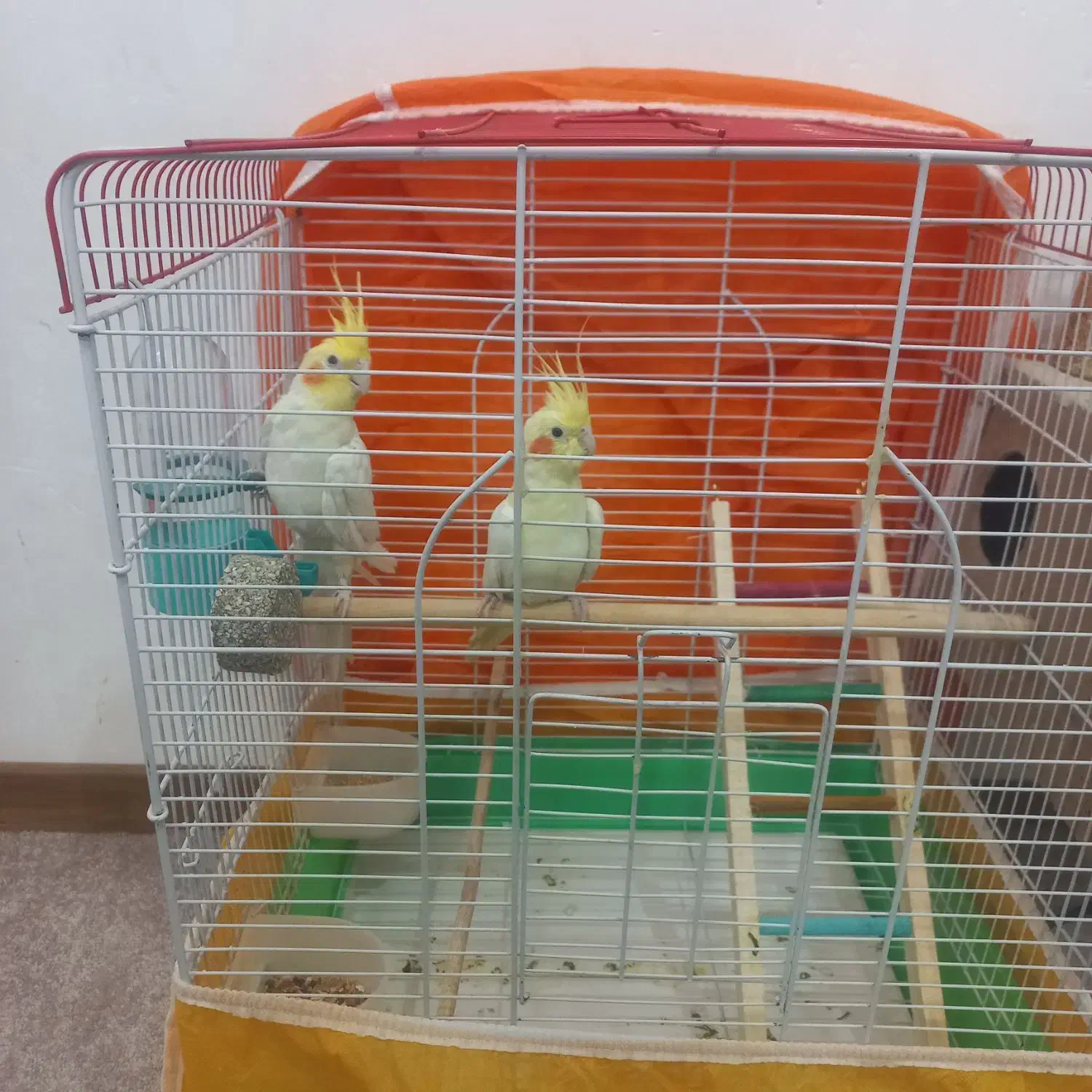 پرنده|پرنده|فولادشهر, مسکن مهر فولادشهر|دیوار