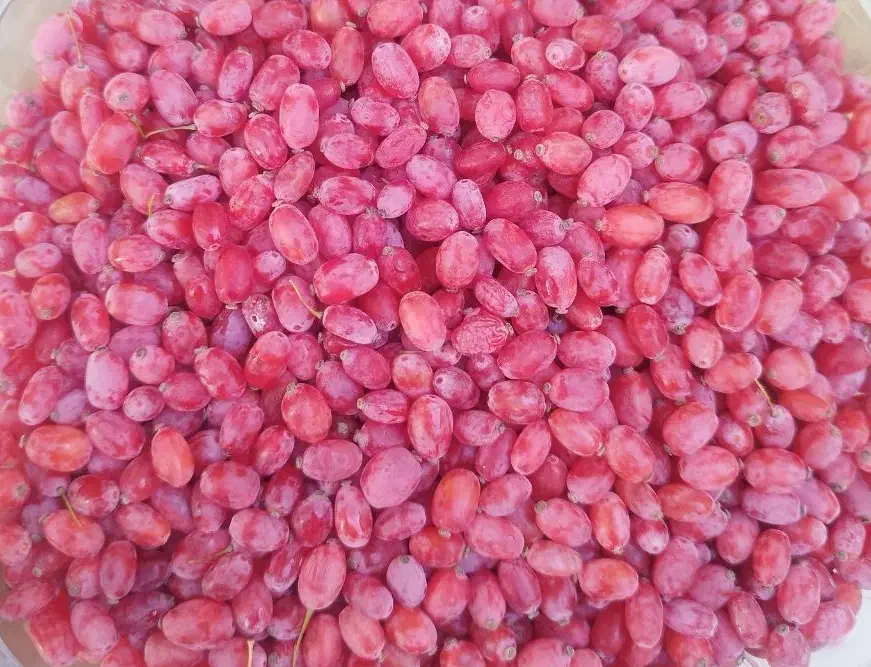 زرشک تازه اعلا بسته بندی شیک کیلوی199 با ارسال|خوردنی و آشامیدنی|مشهد, رسالت|دیوار