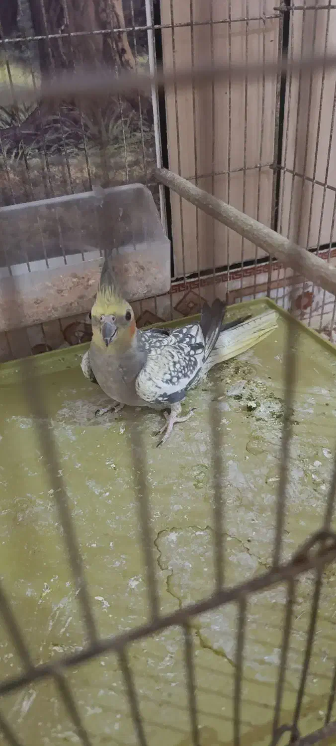 عروس هلندی|پرنده|دوگنبدان, |دیوار