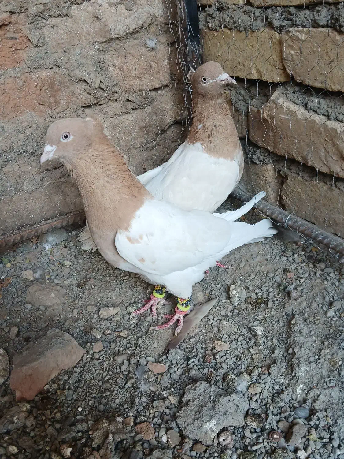 کفتر،نرماده آس|پرنده|تربتحیدریه, بی بی حسنیه|دیوار