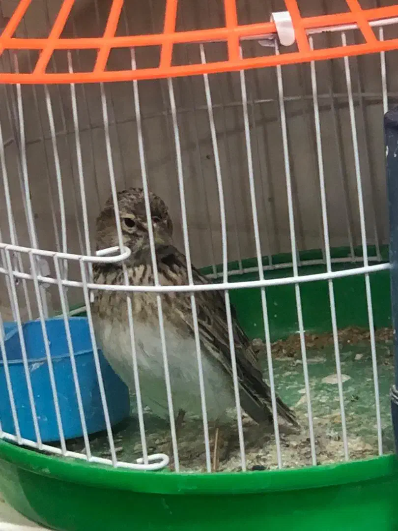 سهره خاکی معاوضه|پرنده|خاش, |دیوار