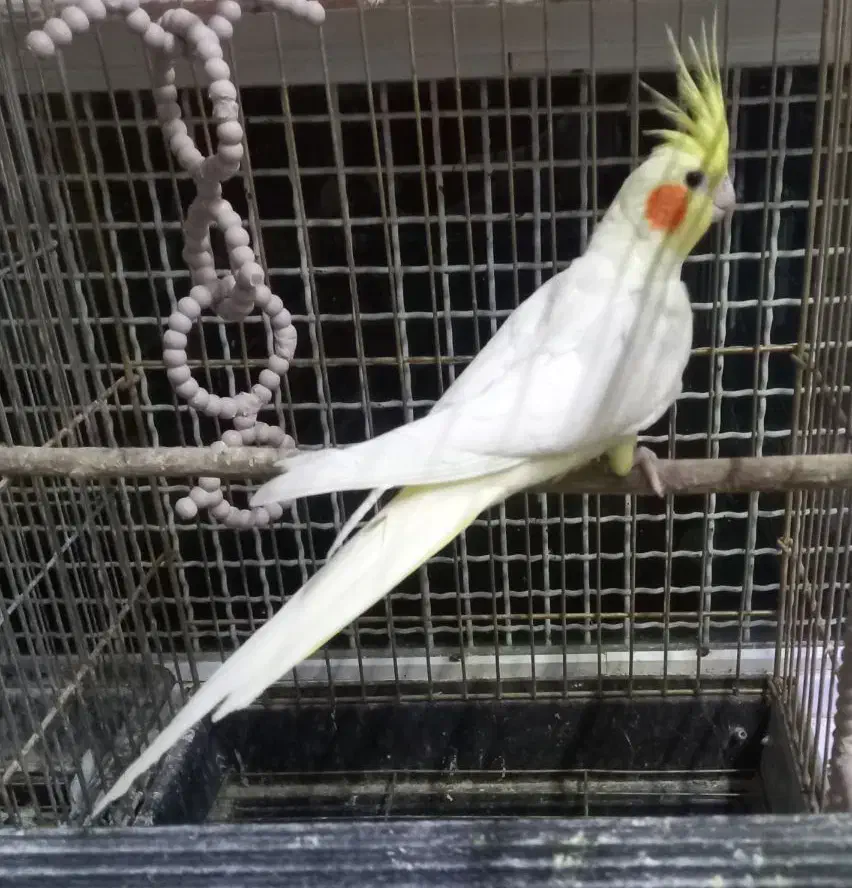 معاوضه عروس ماده باعروس نر|پرنده|قائن, |دیوار