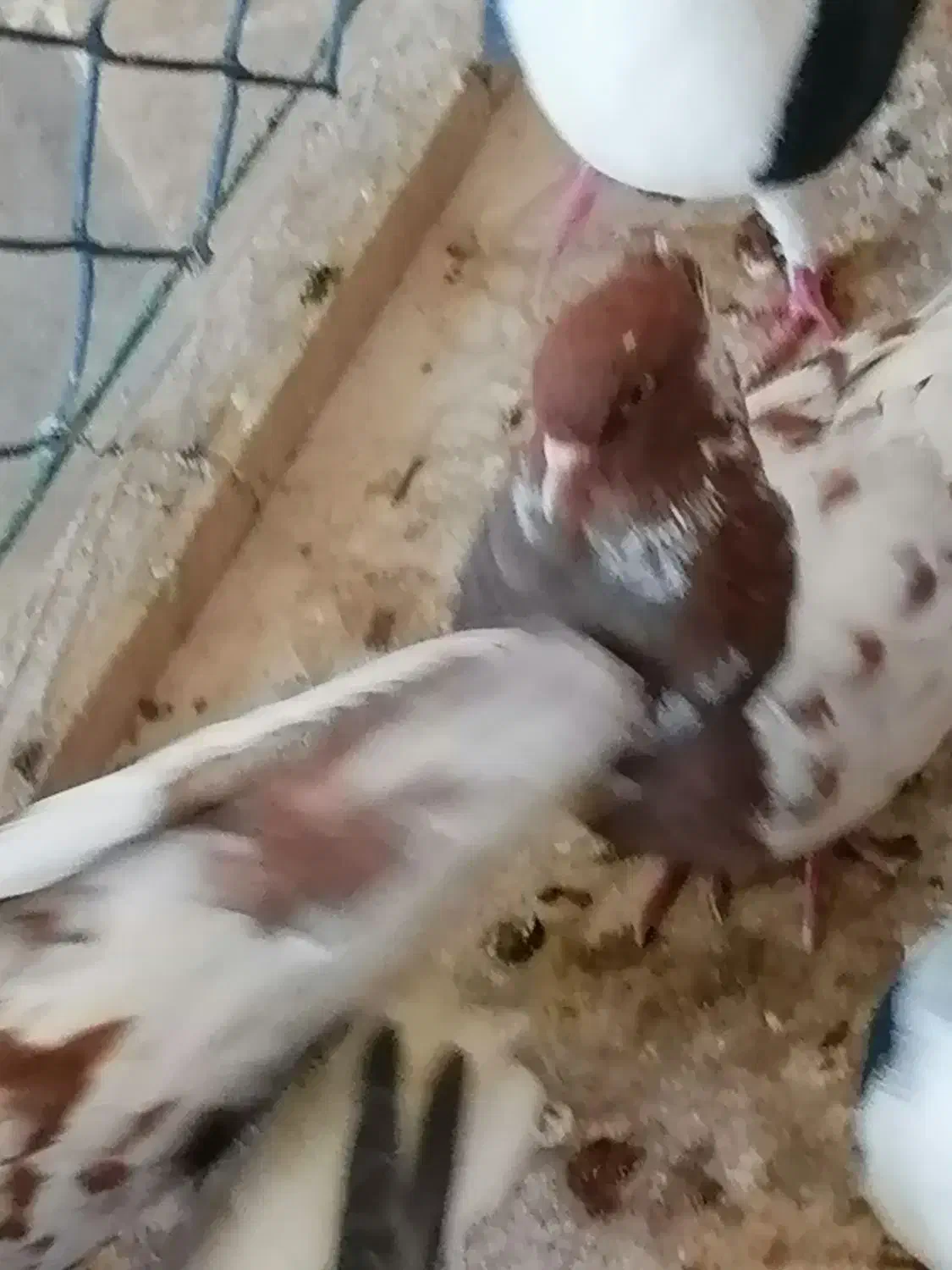 کبوتر|پرنده|مشهد, منزل آباد|دیوار