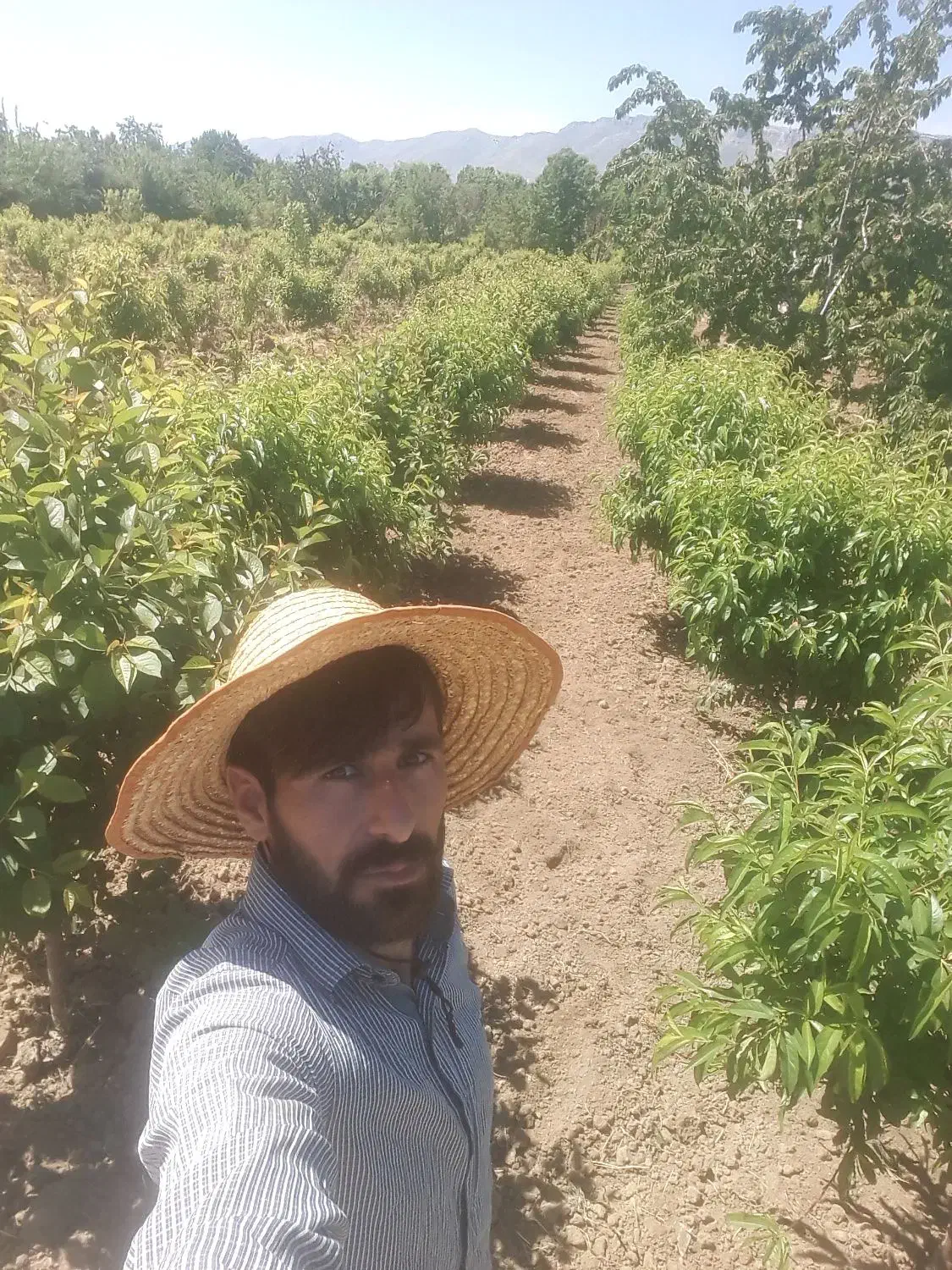 حرس انواع درختان مشاوره وتاسیس انواع باغ میوه|خدمات باغبانی و درختکاری|انزل, |دیوار