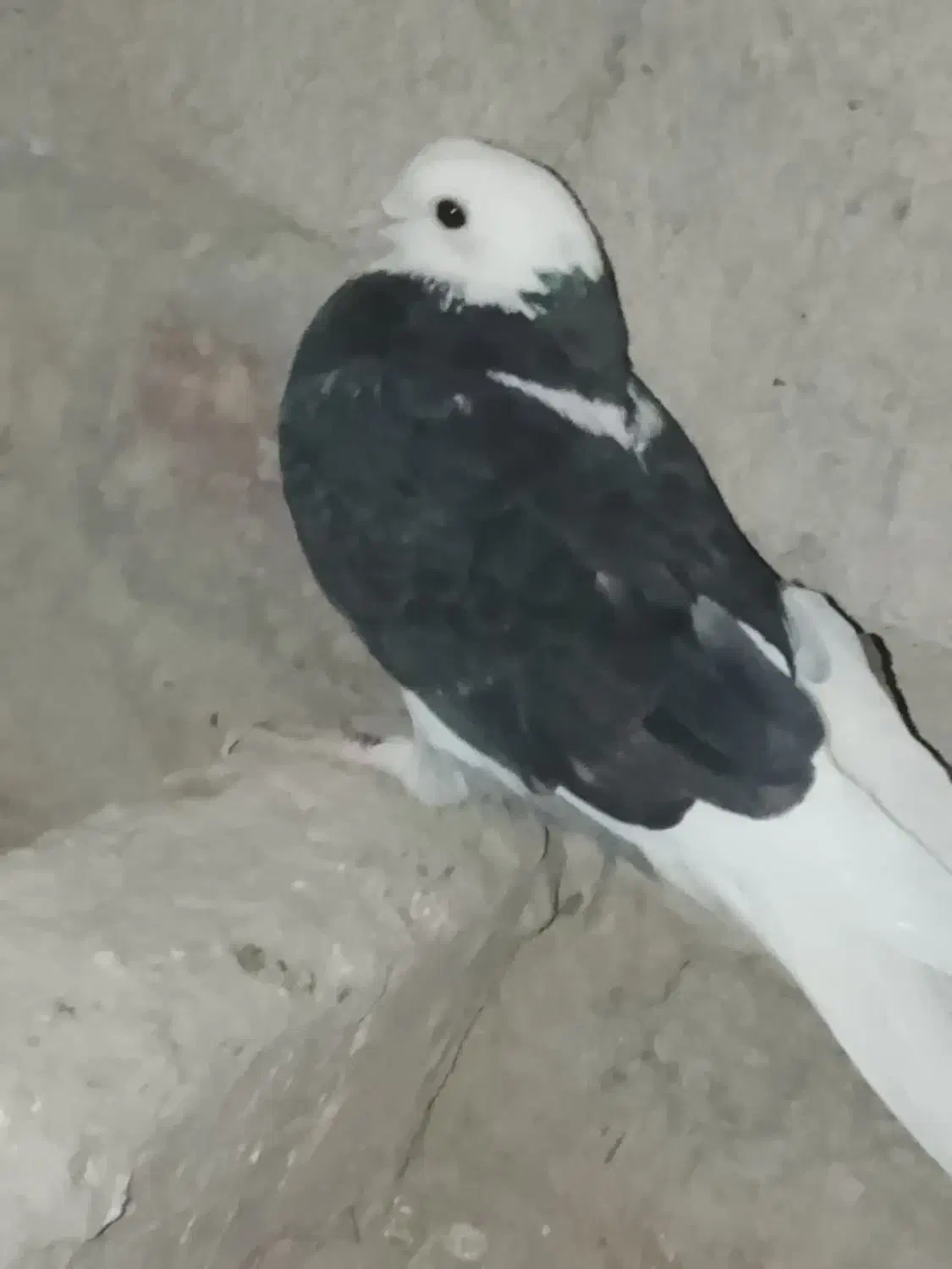 کفتر|پرنده|نیمروز, |دیوار