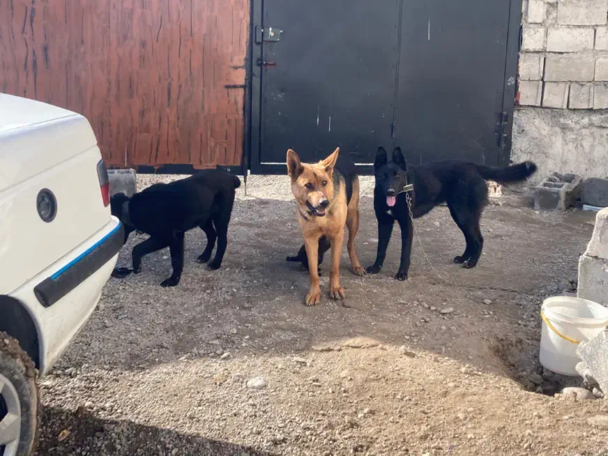 سگ ژرمن مشگی|سگ|اردبیل, |دیوار