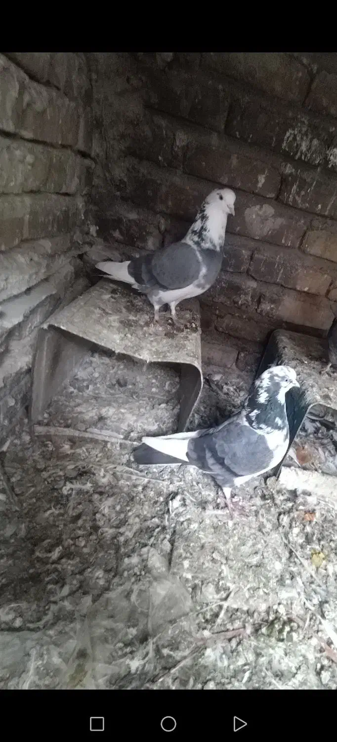 کبوتر شازده|حیوانات|مرند, |دیوار