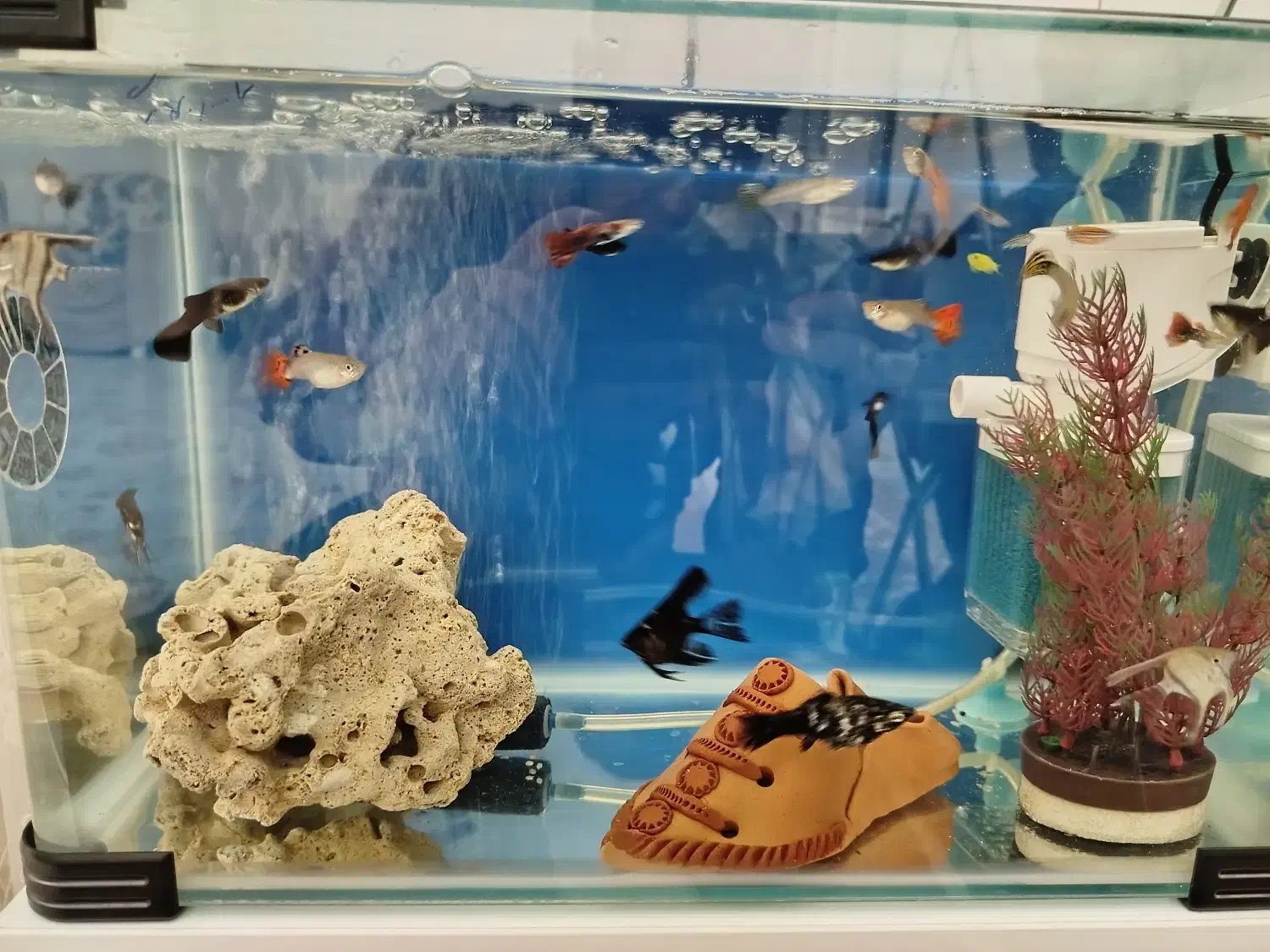 آکواریوم شیشه خم|ماهی|سقز, |دیوار