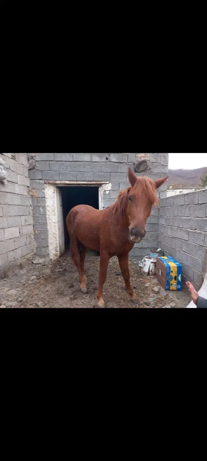 کلیبر|اسب و تجهیزات اسب‌سواری|منجوان, |دیوار